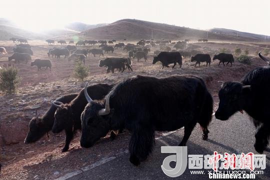 西藏每年存欄約420萬頭牦牛，牦牛產(chǎn)業(yè)發(fā)展是推動西藏畜牧業(yè)可持續(xù)發(fā)展和農(nóng)牧民脫貧致富的重要產(chǎn)業(yè)。圖為西藏牦牛。　孫翔 攝