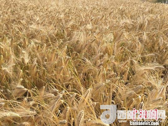 2017年西藏青稞種植面積達210多萬畝，占糧食播種面積的75%。圖為成熟期的青稞?！⊥跤窳?攝