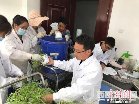 圖為研究員正在調(diào)查青稞感染白粉病情況。　王玉林 攝