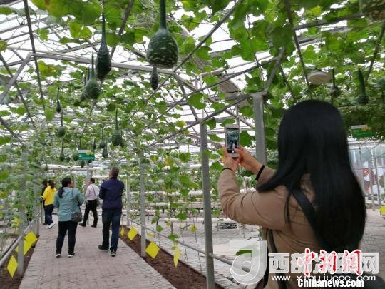 山西省郵政管理局積極推動“一市一品”農(nóng)特產(chǎn)品進城項目。 資料圖 楊杰英 攝