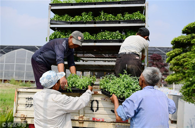 數(shù)字經(jīng)濟已經(jīng)成為我國經(jīng)濟社會更好發(fā)展的重要推動力，也為我國鄉(xiāng)村發(fā)展提供了新的歷史機遇。（圖片來源：視覺中國）
