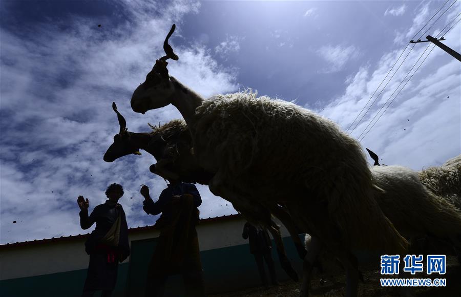 （新華全媒頭條·決戰(zhàn)決勝脫貧攻堅(jiān)·圖文互動）（5）在青山綠水間跨越千年——青海探索生態(tài)脫貧之路報(bào)告