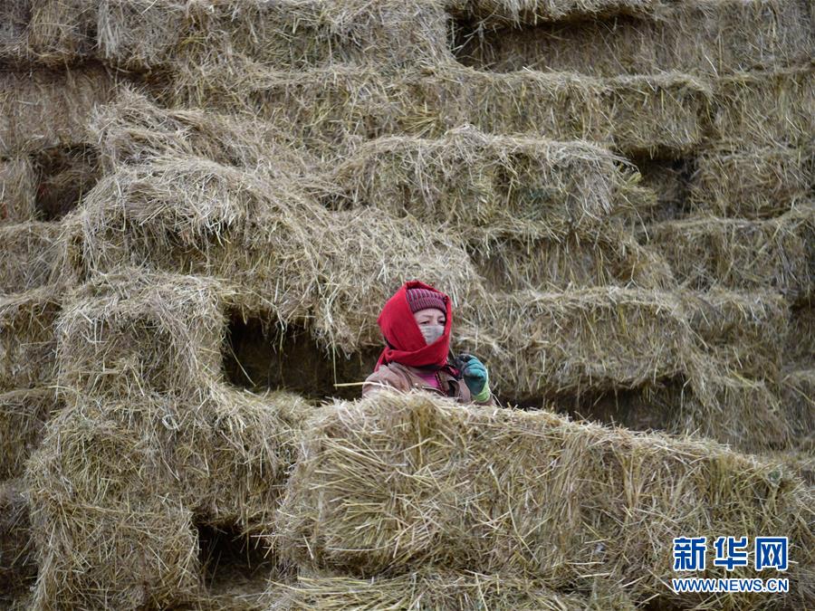 （新華全媒頭條·決戰(zhàn)決勝脫貧攻堅(jiān)·圖文互動）（10）在青山綠水間跨越千年——青海探索生態(tài)脫貧之路報(bào)告