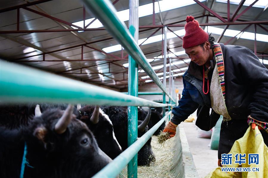 （新華全媒頭條·決戰(zhàn)決勝脫貧攻堅(jiān)·圖文互動）（11）在青山綠水間跨越千年——青海探索生態(tài)脫貧之路報(bào)告