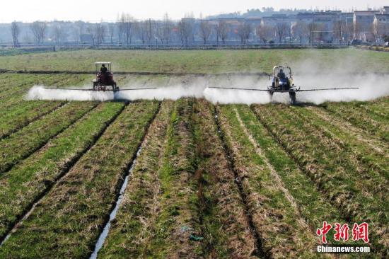 2月20日，南京湖熟街道現(xiàn)代農(nóng)業(yè)示范園區(qū)內(nèi)，工作人員駕駛自走式噴霧機(jī)給小麥噴灑除草劑。泱波 攝