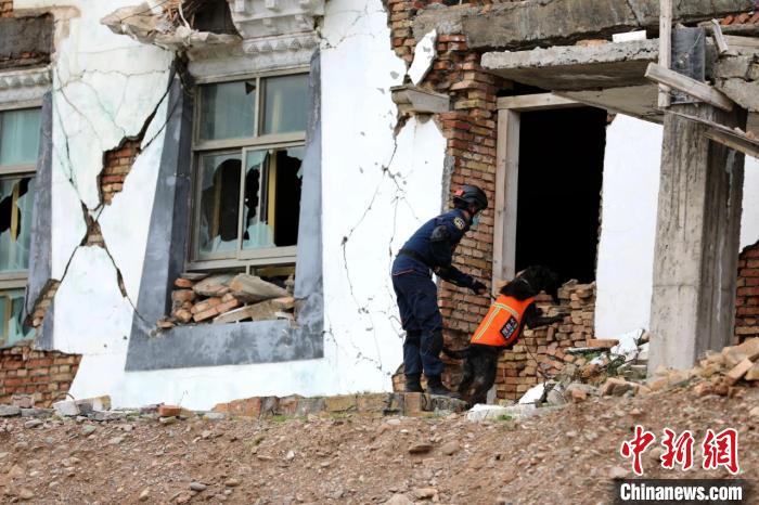 圖為搜救犬進(jìn)行模擬搜救。青海省應(yīng)急廳