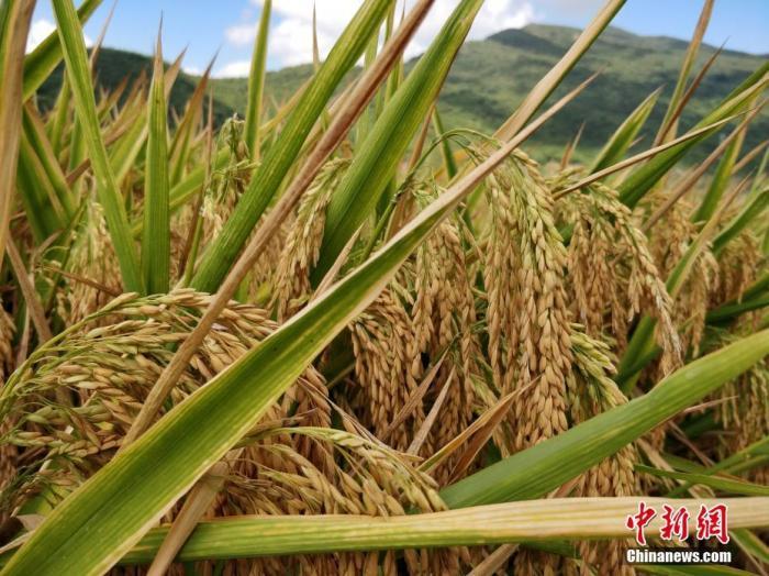水稻資料圖。<a target='_blank'  data-cke-saved- >中新社</a>記者 王曉斌 攝